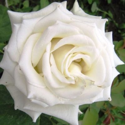 Rosa Dolomiti (Interplant 2003)