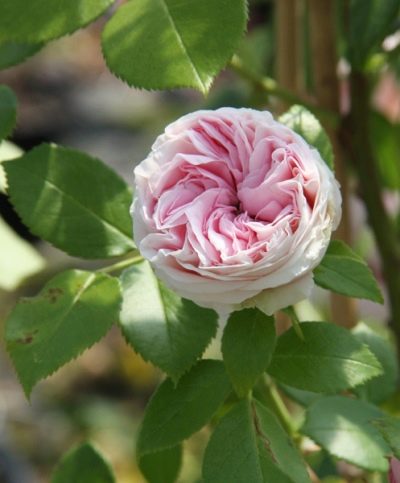 Róża Jardine