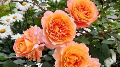 Artysta Rose Jeff L