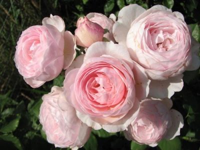 Rose Jeff Hamilton