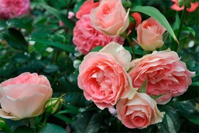 Zestaw Rose Jet