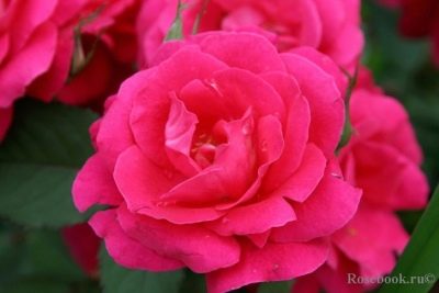 Rose George Vancouver