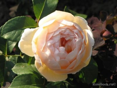 Rose Jude Ze Obscur