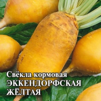 Burak żółty Eckendorf