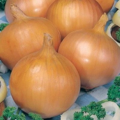 Rolnik cebuli