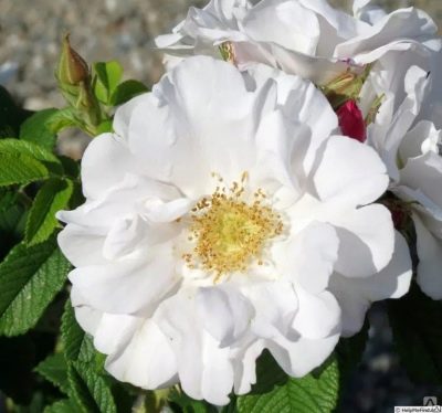 Rose Henry Hudson