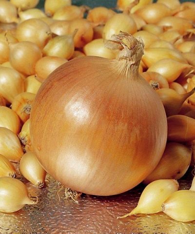 Cebula Herkules