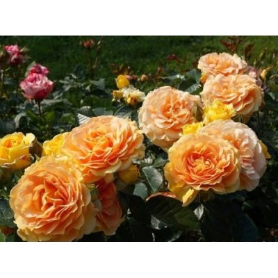 Rose Goldelse