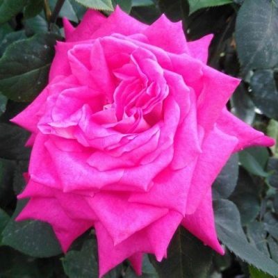 Rosa Gozhar