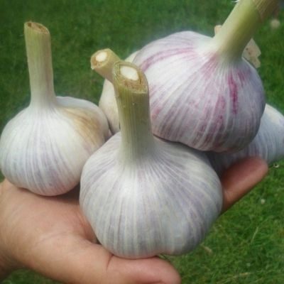 Guliwer Czosnkowy