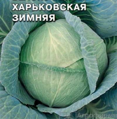 Kapusta Charków zima