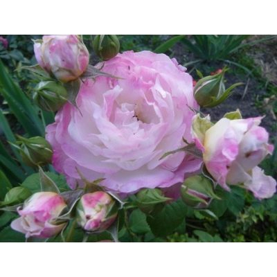 Rosa Imka Marina