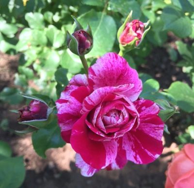 Rosa Ines Sastr