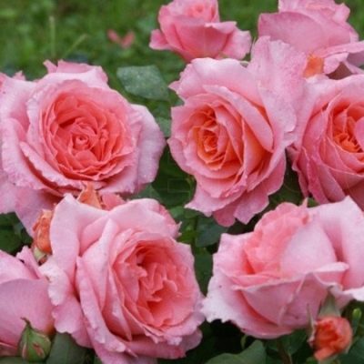Instytut Rose Lumiere