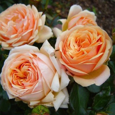 Rosa Yors w przyjaźni na kontynencie