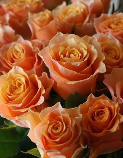 Rosa Carpe Diem