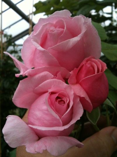 Rose Pocałuj Mee Keith