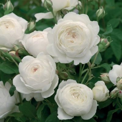 Rose Claire Austin