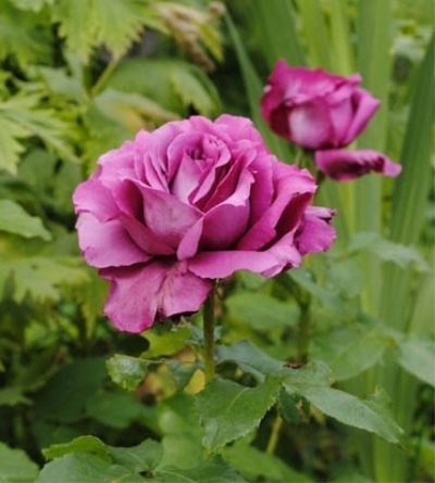 Rose Claude Brasseur