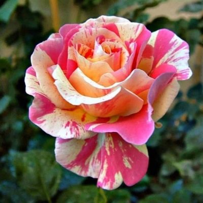 Róża Claude Monet
