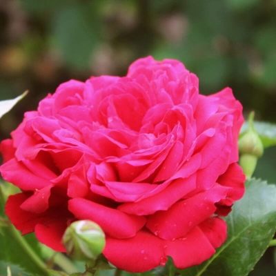 Rose Cordes Diament