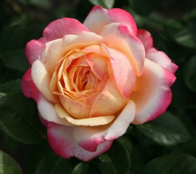 Jubileusz Rosy Cordes