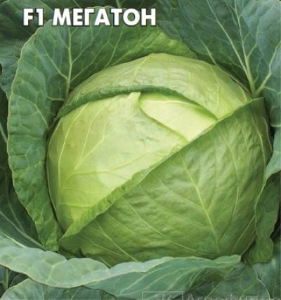 Kapusta Megatona