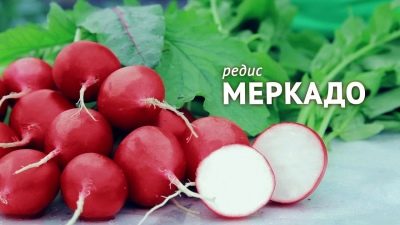 Mercado rzodkiewki