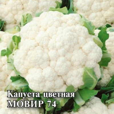 Kalafior Movir 74