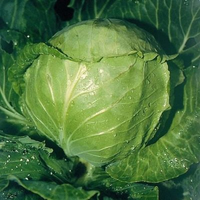 Kapusta numer jeden Gribovsky 147