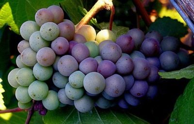 Winogrona Pinot Gris