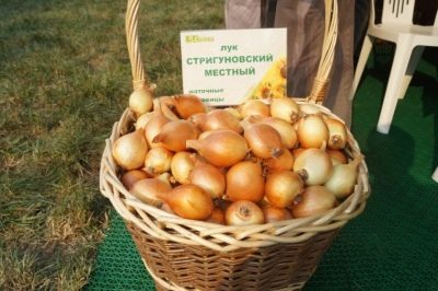 Lokalna cebula Strigunovsky