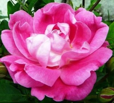 Rose William Baffin