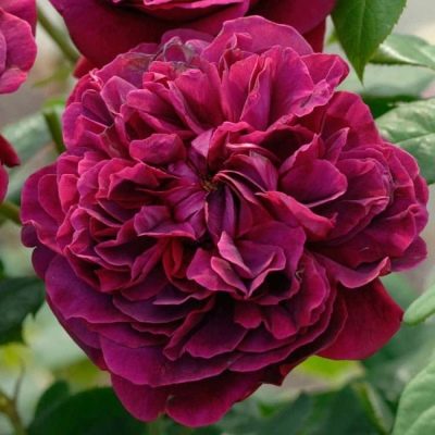 Rose William Szekspir