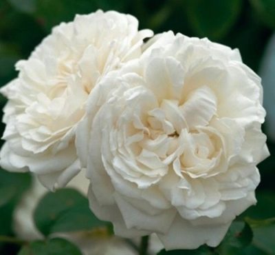 Katedra Rose Winchester