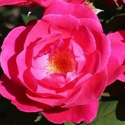 Parki Rose Winnipeg