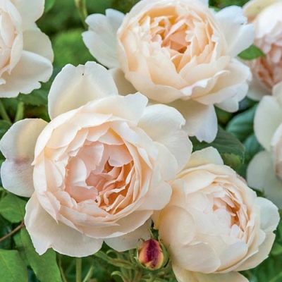 Rose Vollerton Old Hall