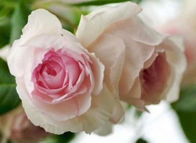 Róża Wedgwood Rose