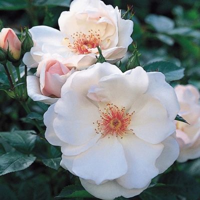 Róża Jacqueline du Pré