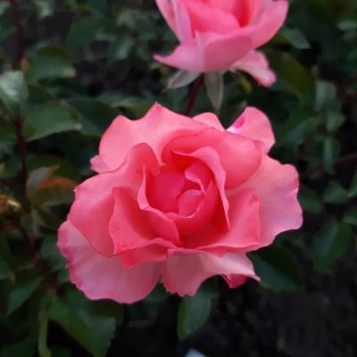 Róża Jardine de France