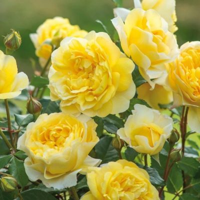 Żona poety Rose