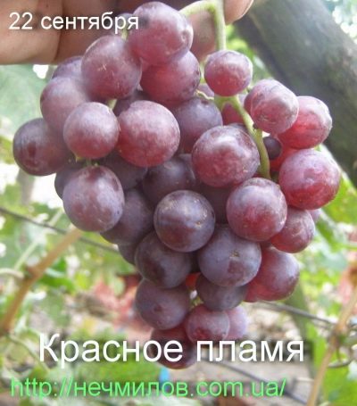 Winogrona Czerwonego Płomienia