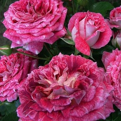 Świętuj Rose Letts