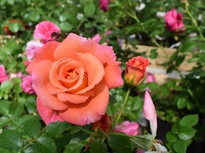 Rose Laurent Cabrol