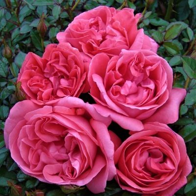 Róża La Rose de Molinard