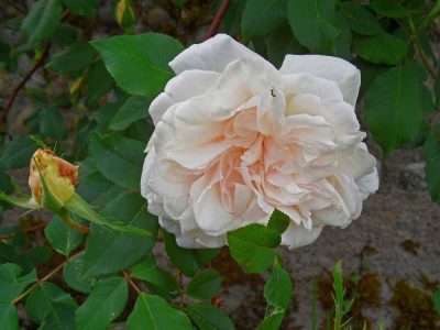 Rose Madame Alfred Kariera