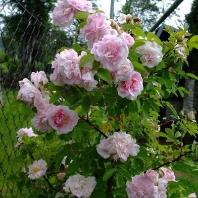 Rose Martin Frobisher