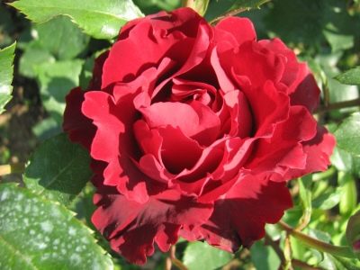 Rose Omage i Barbara