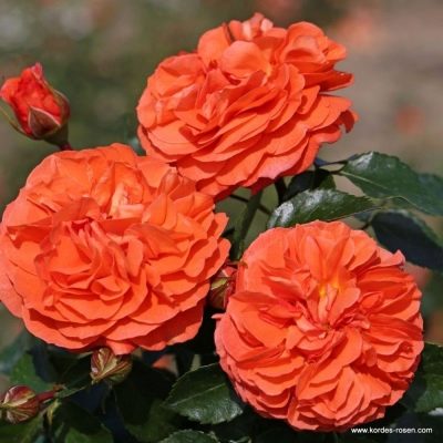 Różana Oranżeria