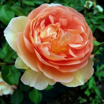 Rose Pat Austin